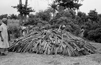 photograph 14