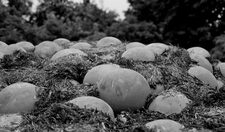 photograph 15